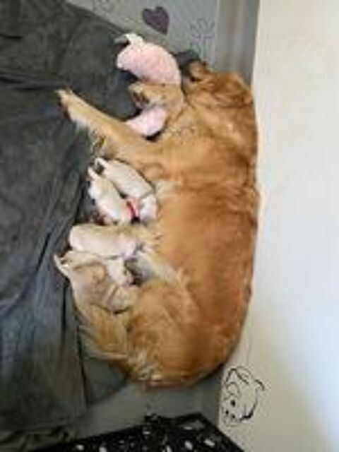   Chiots golden retriever
