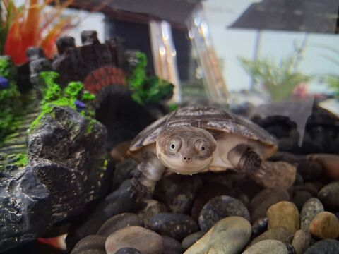 2 tortues d'eau polmedusa 1 59175 Templemars