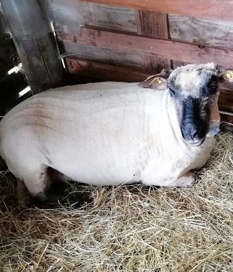 Echange brebis Shropshire 0 81800 Loupiac