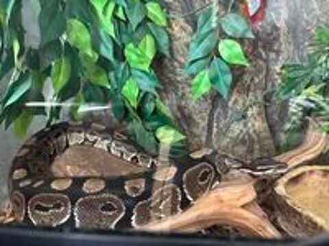   Python  Regius 