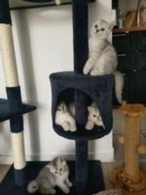   Scottish fold &Scottish straight 