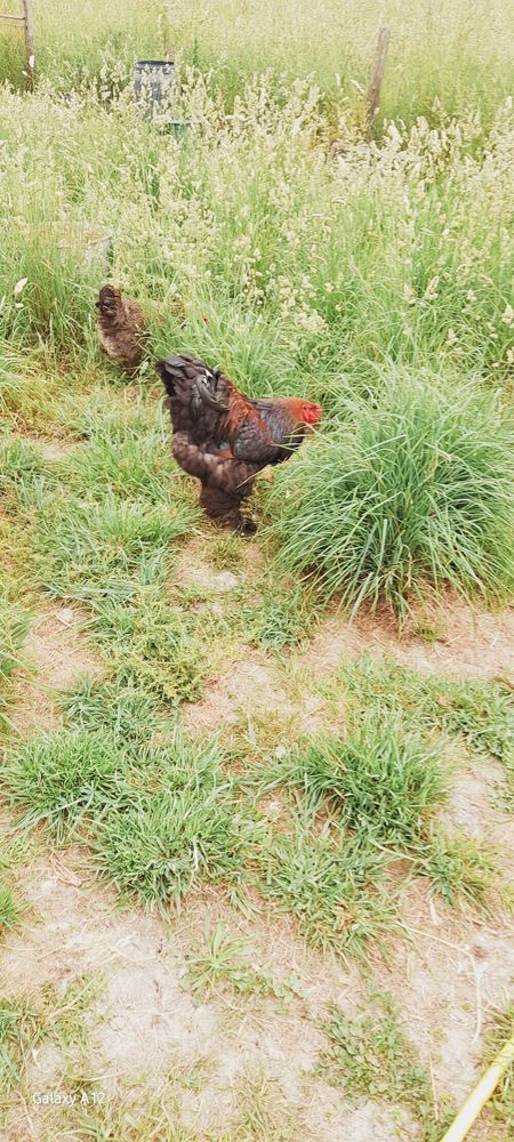 coqs Brahma Jardin