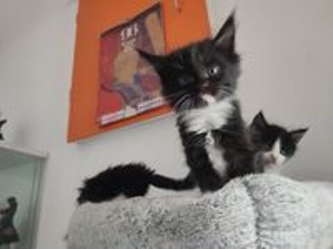   4 superbes chatons Maine Coon Noir et Blanc 