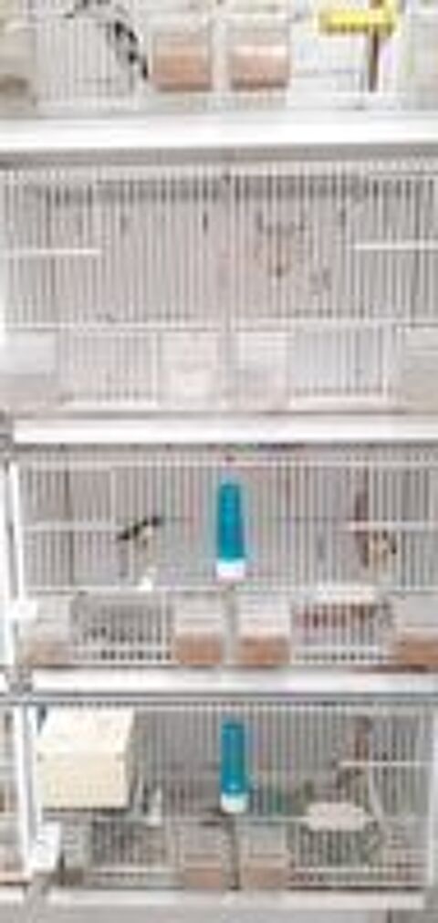   cage d elevage oiseaux nue avec separation 