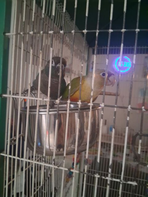 Conure moulinae 280 16410 Sers