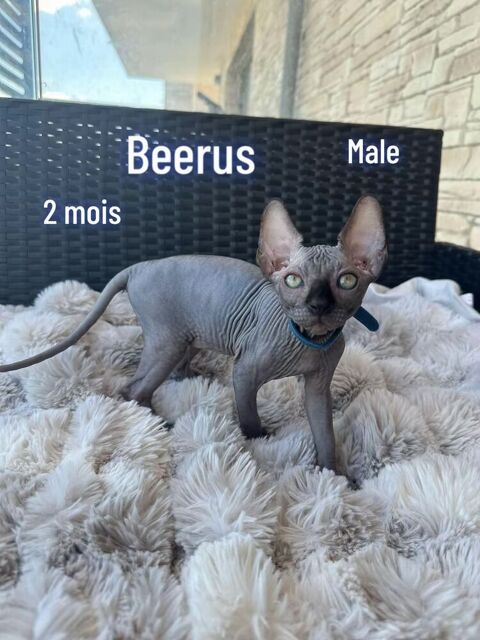 3 Chaton sphynx m&acirc;le femelle 0 93110 Rosny-sous-bois