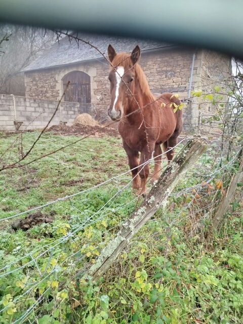 Poulain Breton 1500 19190 Lanteuil