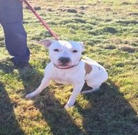   Chien PACO à l adoption 