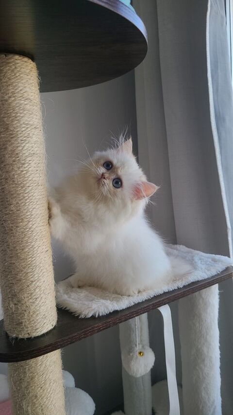 Magnifique chatonne British Longhair  – Cherry Rose 1500 13014 Marseille