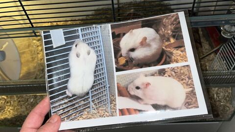Donne hamster russe blanc en très bonne santé sur Paris
0 75018 Paris