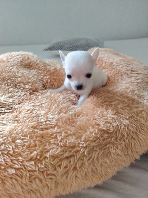 Chiot chihuahua  a r&eacute;server 1100 82400 Valence