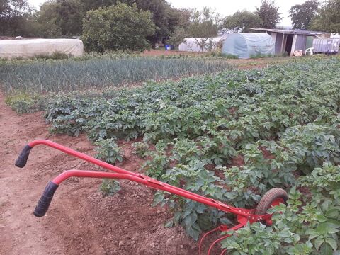 L�gumes de mon jardin a l'ancienne 1 Flers (61)