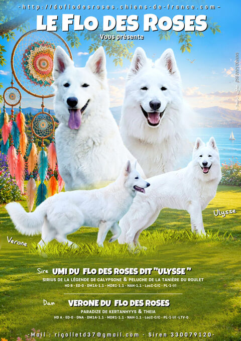 Chiots Berger Blanc Suisse LOF &agrave; r&eacute;server 1500 37600 Loches