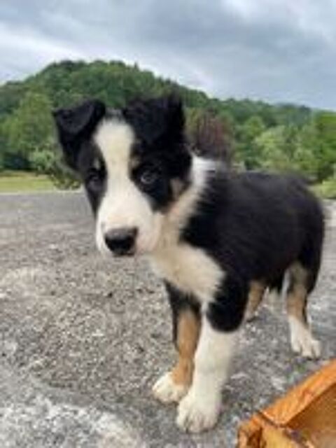   Chiots border collie 