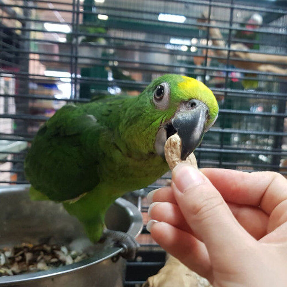 Friandises pour perroquet - Envies Animales