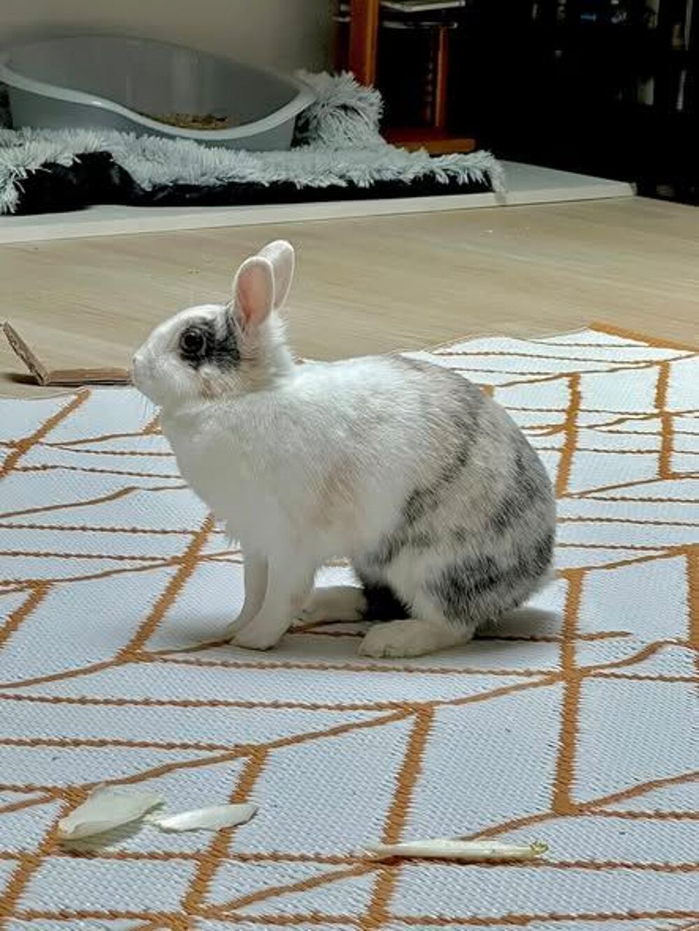   Lapin NALA à l adoption 