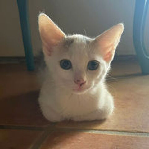   TARA 