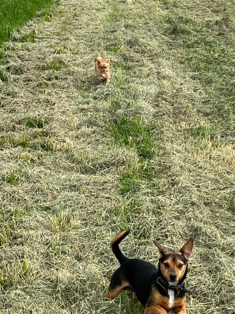 Peyruis pension chien chat 0 04310 Peyruis