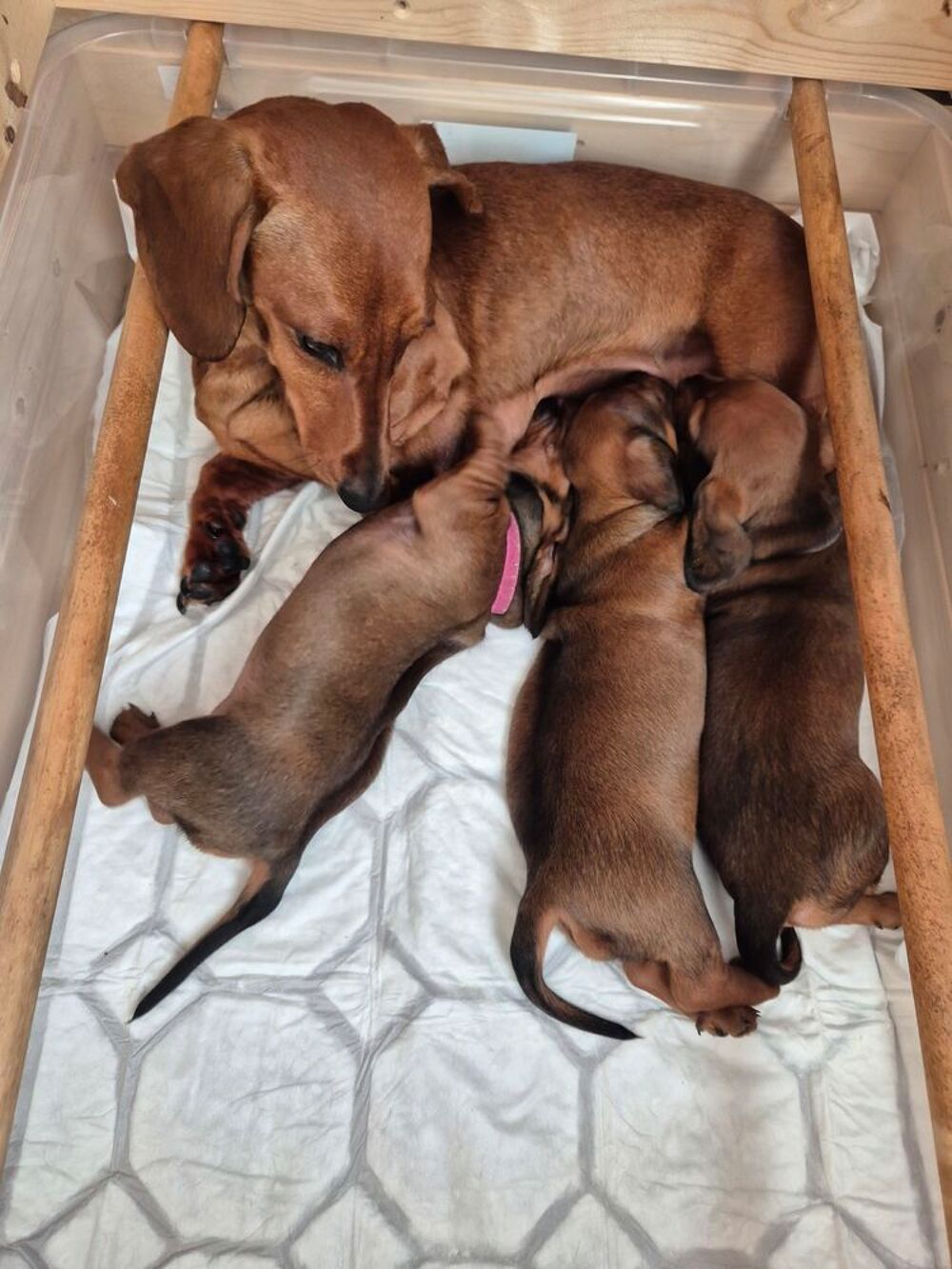   Teckel standard poil ras 