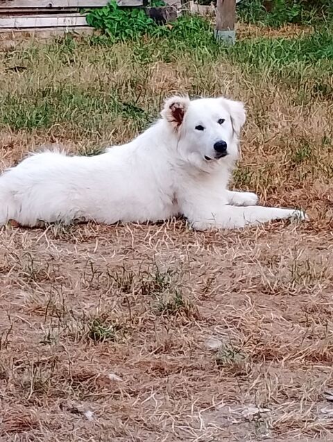 Baloo joli crois&eacute; montagne de 2 ans et demi 300 37380 Crotelles