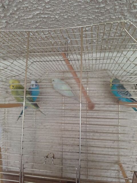 Perruches ondul&eacute;es  15 78420 Carri�res-sur-seine