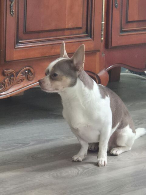 Chihuahua  0 95140 Garges-l�s-gonesse