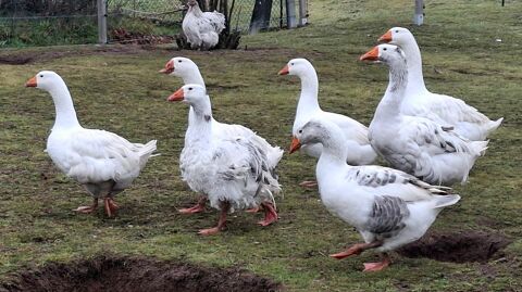 Oies fris&eacute;es Danube et S&eacute;bastopol 2025 35 42300 Roanne