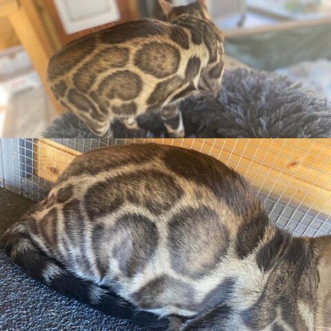 Mle Bengal pour saillie LOOF haute ligne / prestigieuses origines 66450 Pollestres