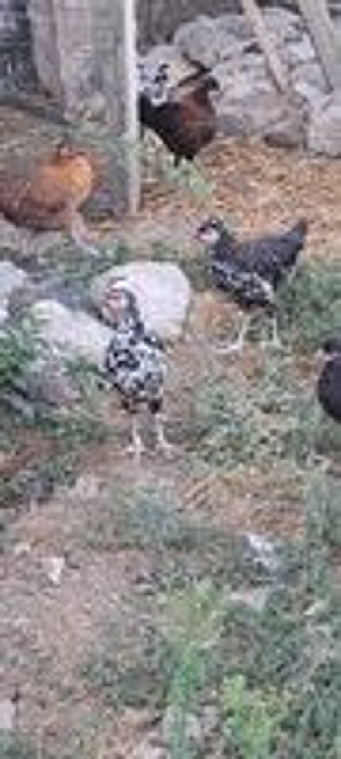   poule 