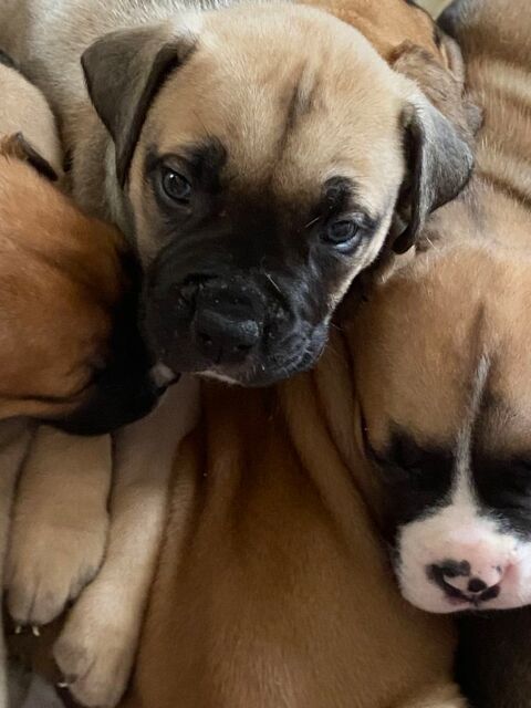 A r&eacute;serve chiots   Type bullmastiff  seront tres Costo.  4  0 13800 Istres