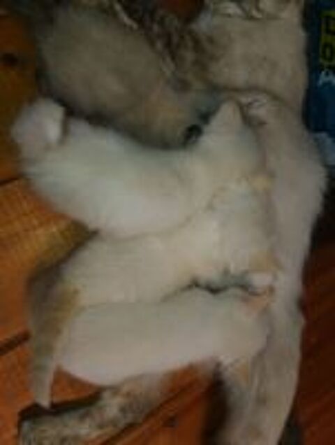    sacrés de Birmanie x siamois colorpoint 
