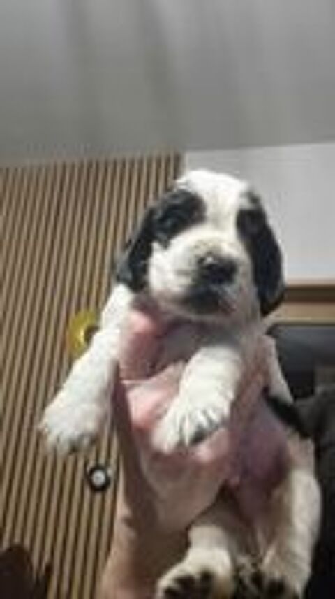   Chiots cockers anglais LOF 