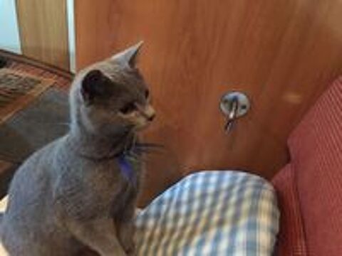   Don REEL d'une chatte CHARTREUX LOOF 