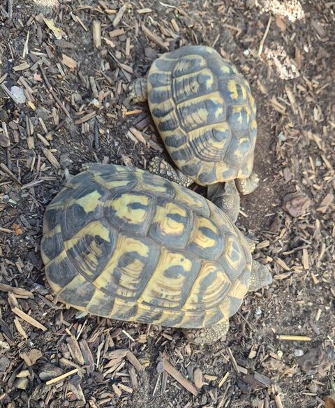 Couple de tortues (m&acirc;le + femelle reproductive) 600 34130 Mauguio-carnon-plage