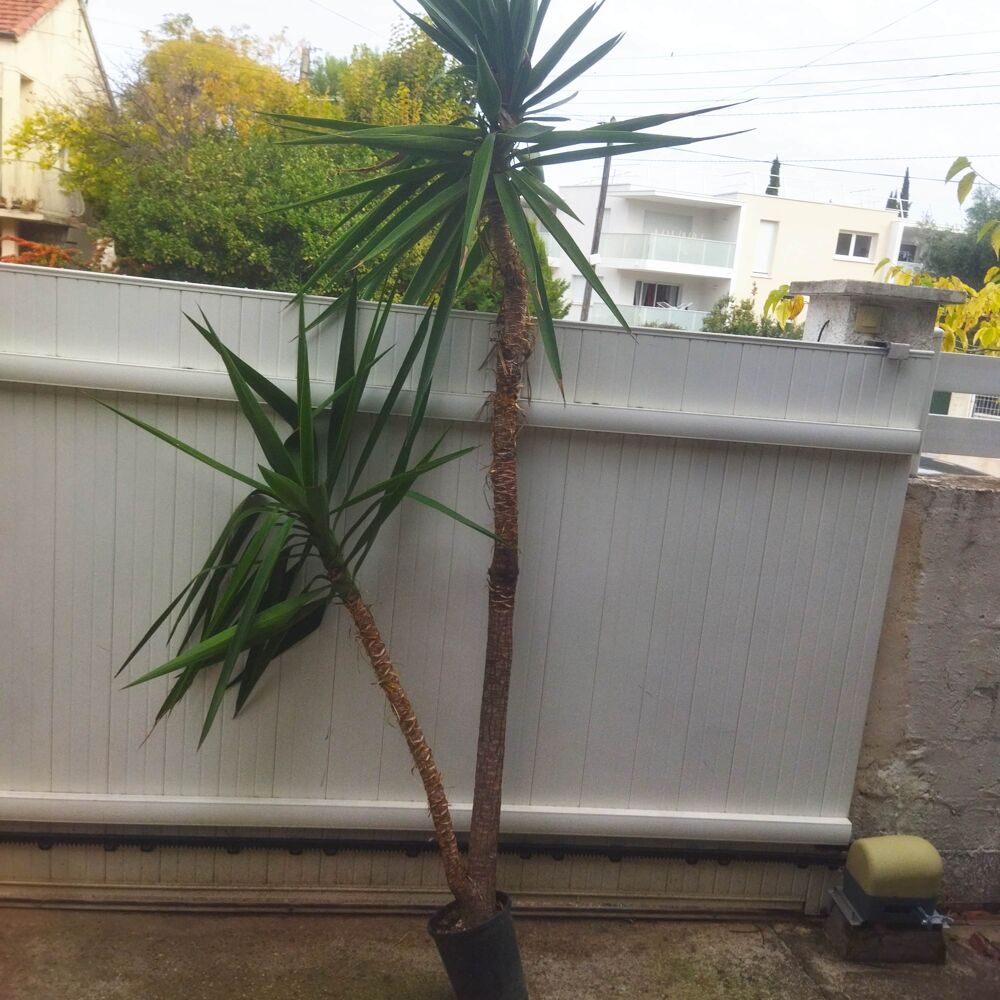 Grand yucca en pot Hauteur 280cm 2 t&ecirc;tes Jardin