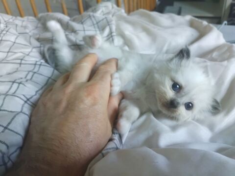 Chaton a reserver une femelle un m&acirc;le  750 76780 M�sangueville