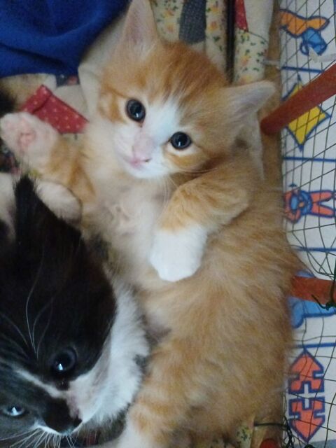 Chaton norv&eacute;gien/ angoras turc 650 03500 Bransat