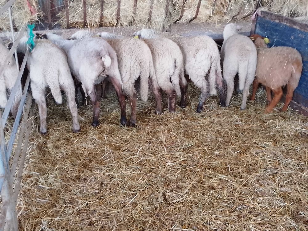 mouton agneaux agnelles Jardin