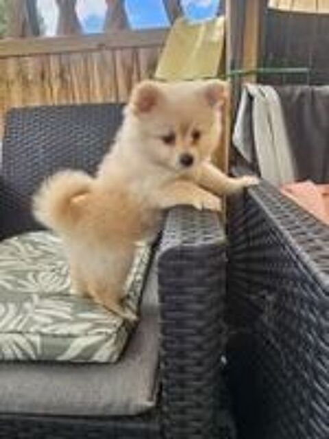   spitz allemand 