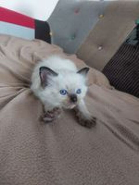   Chatons Ragdoll mâles disponibles à la réservation. 