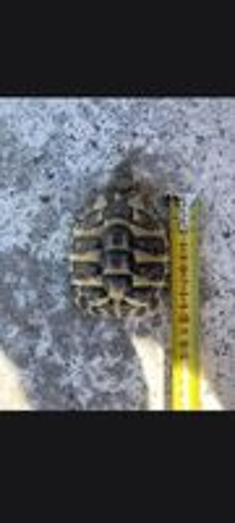   Tortue de terre de 5/6 ans femelle  
