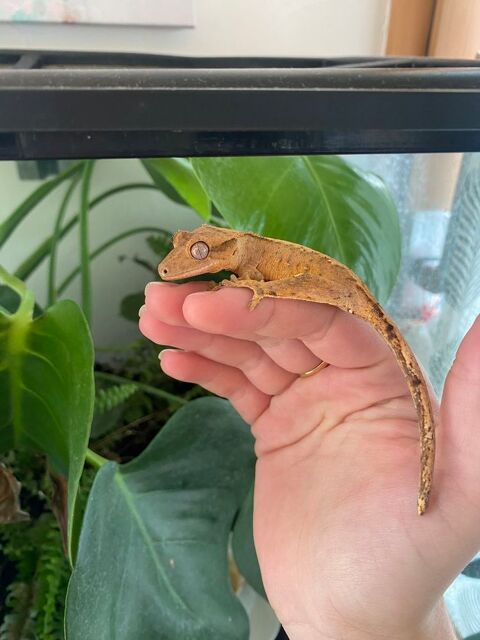 Jeune correlophus ciliatus 0 39000 Lons-le-saunier