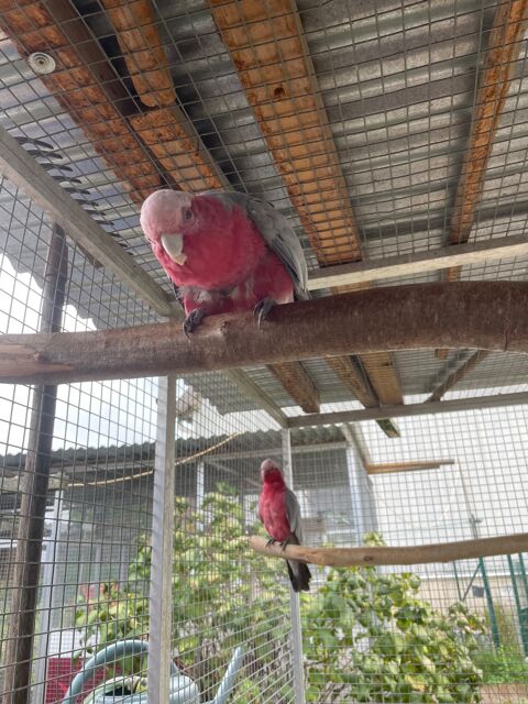 Couple Cacatoes Rosalbin
1300 68700 Aspach-le-haut