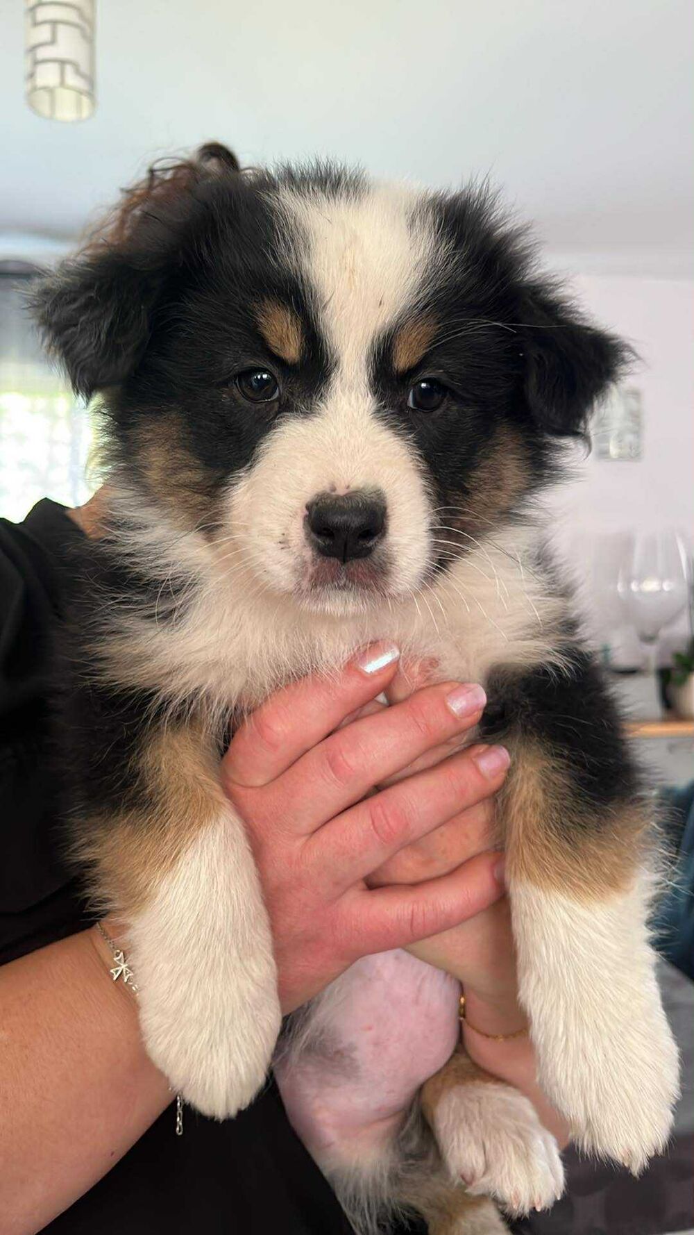   Chiot berger australien  