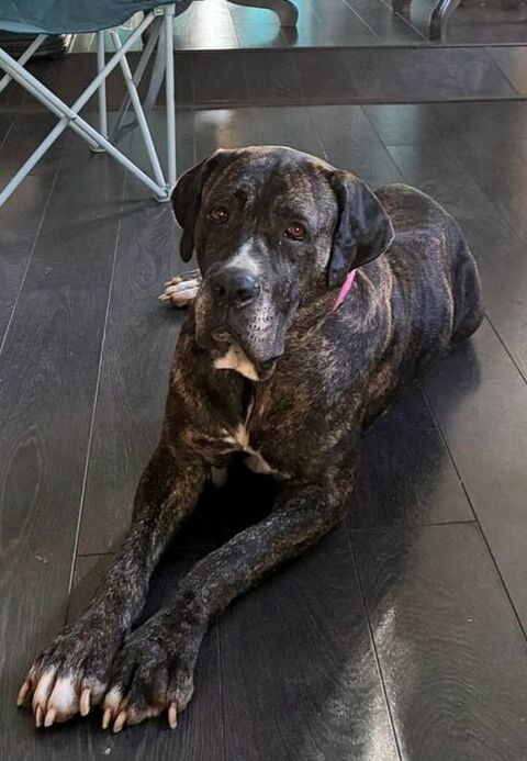 Perle, femelle, chien de cour italien, née le 24/02/2019 380 69100 Villeurbanne