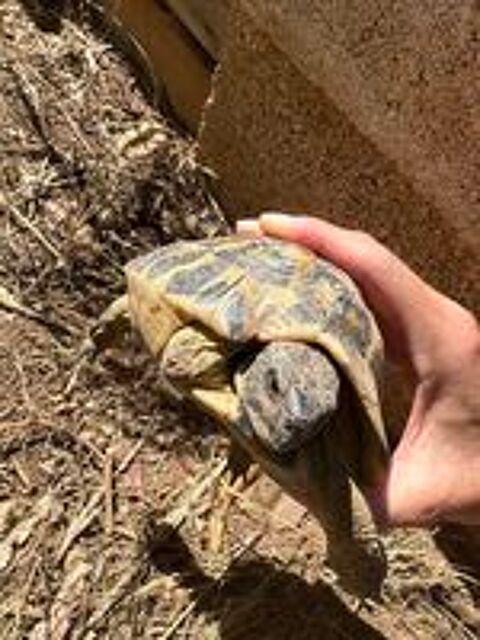   Tortues mâles  