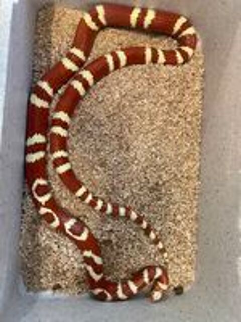   Couple lampropeltis 
