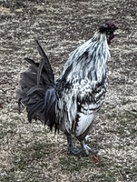   joli et gentil coq d un an   
