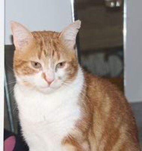   MIOSSEC CHAT TIGRE ROUX 8 ANS 