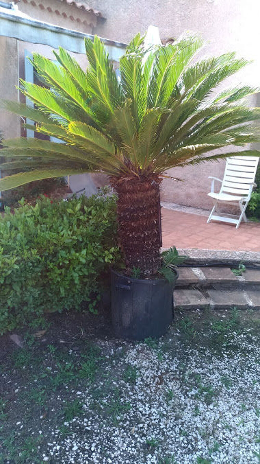 CYCA GRANDE TAILLE Jardin